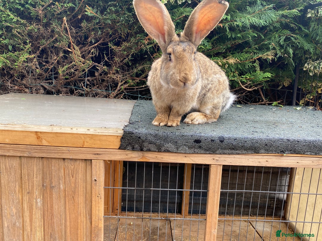 Continental Giant rabbits for sale: Continental giant - Image 24