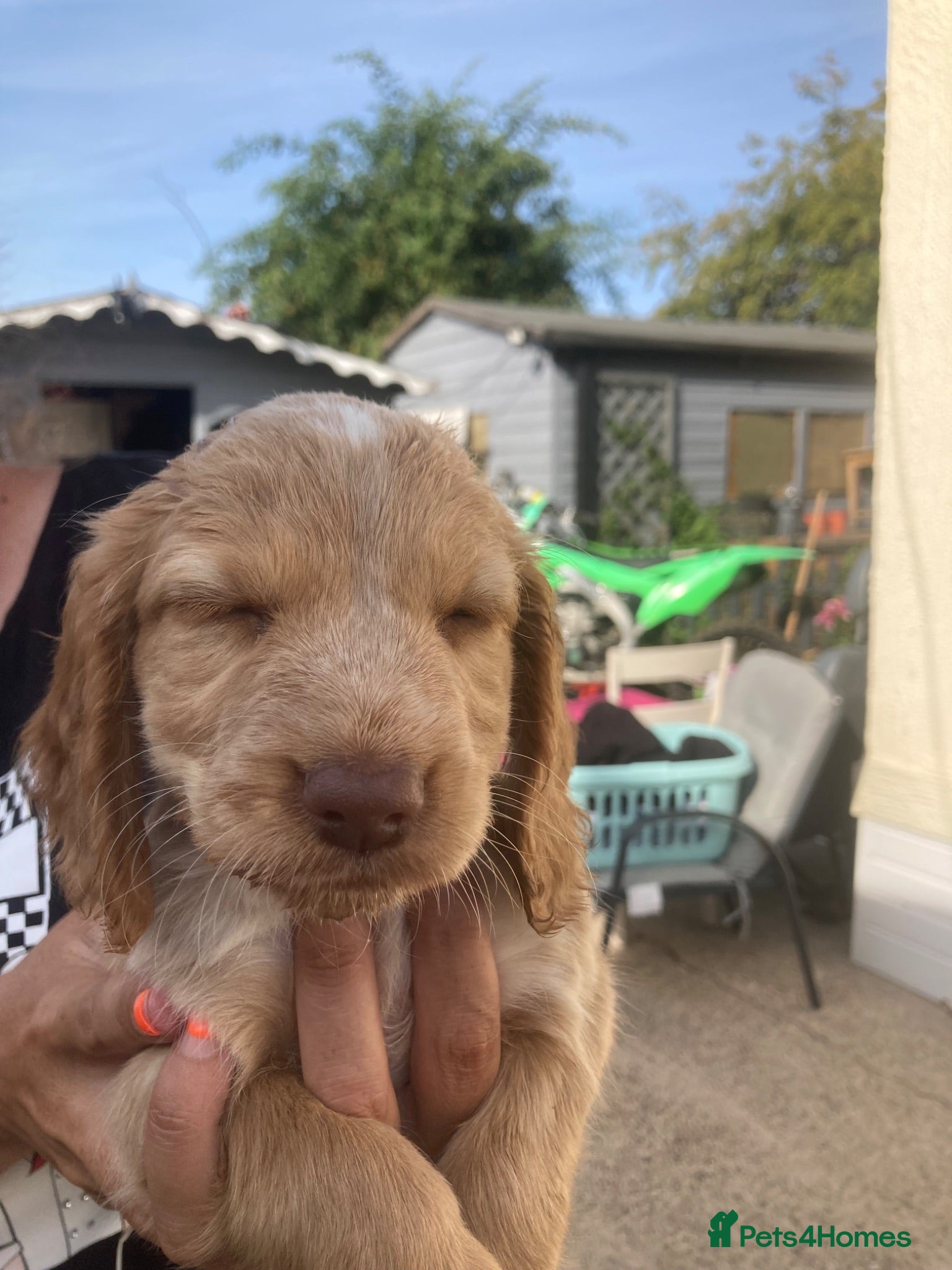 Cocker Spaniel dogs Cocker spaniel puppies - Advert 2