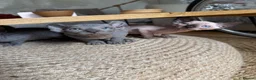 Sphynx cats for sale: Stunning sphinx kittens ready now - Advert 20