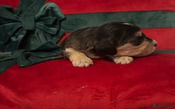 Cockapoo dogs for sale: ⭐️OUTSTANDING, HIGH QUALITY Cockapoo F1B Puppies⭐️ - Advert 40