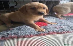 Goldador dogs for sale: 🧡 beautiful chunky goldador puppies 🧡 - Image 4