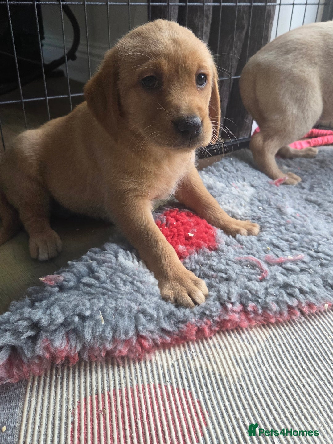 Goldador dogs for sale: 🧡 beautiful chunky goldador puppies 🧡 - Image 4