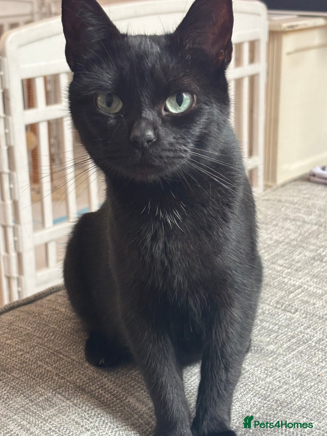 Mixed Breed cats for sale: Beautiful kittens looking for forever home  - Image 6