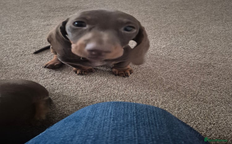 Miniature Dachshund dogs - Advert 13