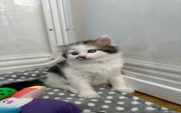 Mixed Breed cats for sale: Adorable mixed breed kittens for sale  - Image 13