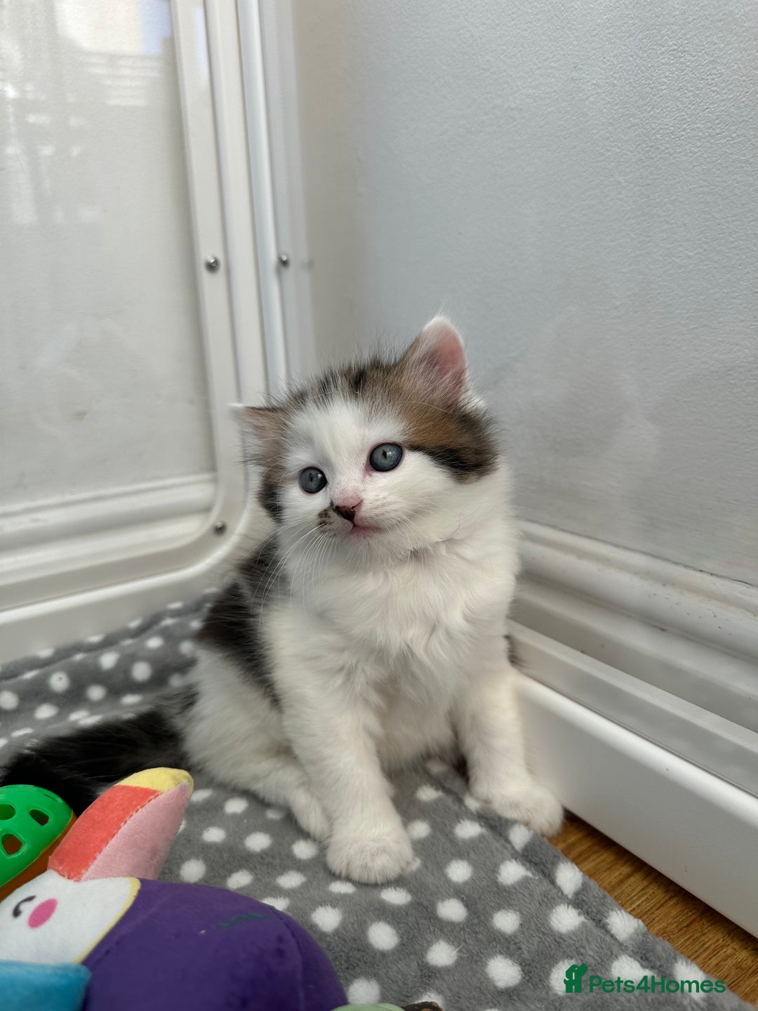 Mixed Breed cats for sale: Adorable mixed breed kittens for sale  - Image 13