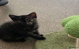 Mixed Breed cats for sale: Beautiful kittens for sale  - Image 5