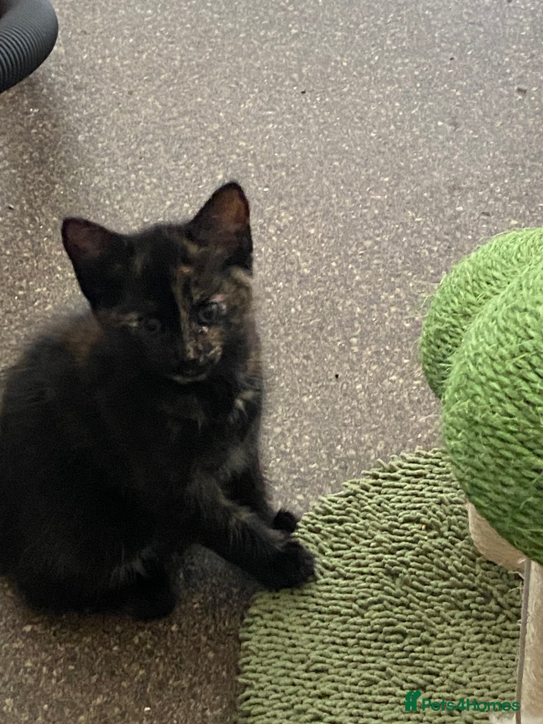 Mixed Breed cats for sale: Beautiful kittens for sale  - Image 5