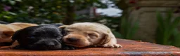 Labrador Retriever dogs for sale: Beautiful Yellow and Black KC Puppys - Advert 7