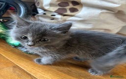 Mixed Breed cats for sale: 6 Beautiful long hair mixed kittens - ready 26/08 - Image 5
