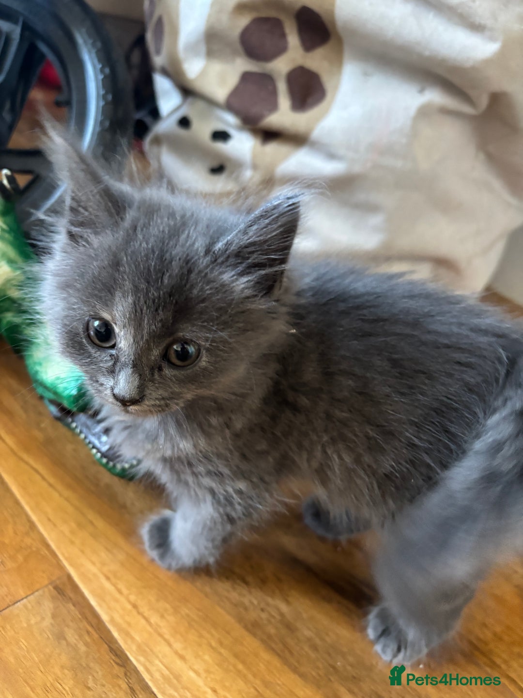 Mixed Breed cats for sale: 6 Beautiful long hair mixed kittens - ready 26/08 - Image 5