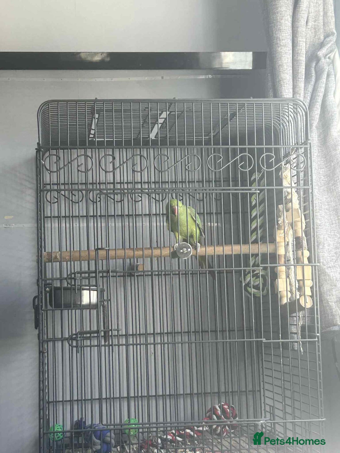 Ringnecks birds for sale: Indian ringneck 7 month old - Image 2