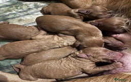 Labradoodle dogs for sale: Ready Now Miniature Fox Red Labradoodles  - Advert 19