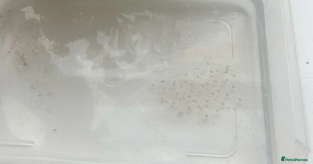 Axolotl reptiles for sale: Axolotl eggs  in Harlow - Advert 2