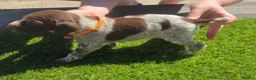 German Shorthaired Pointer dogs for sale: Stunning example of KC German Shorthaired Pointers in Tredegar - Advert 22