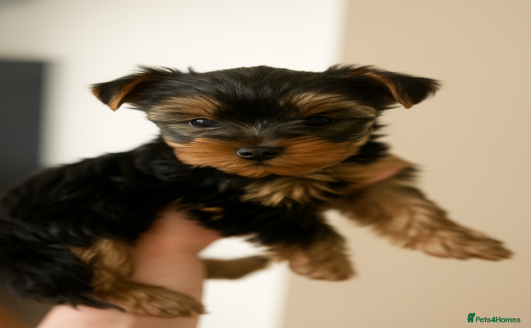 Yorkshire Terrier dogs - Advert 13