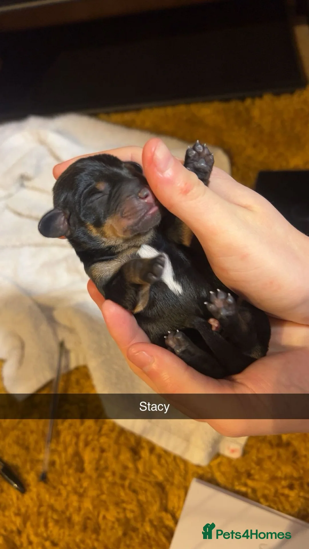 Dachshund dogs for sale: Dacshaunds puppies  - Advert 7