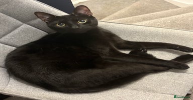 American Shorthair cats 2 cats in need of a new home - Advert 6