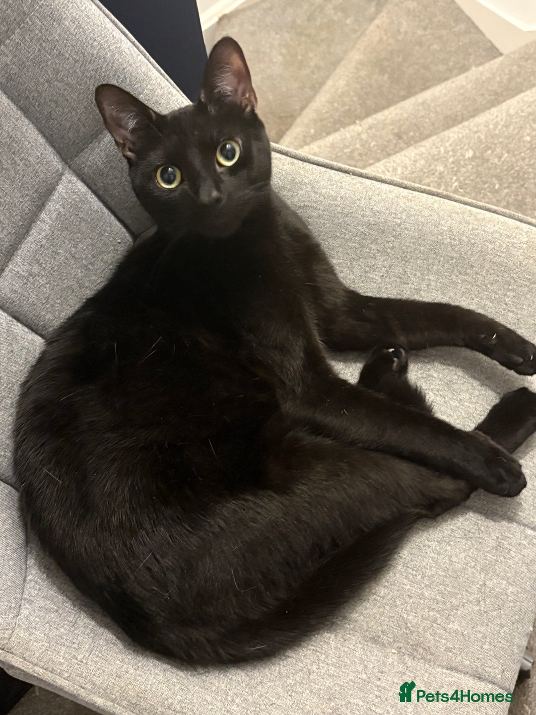 American Shorthair cats for sale: 2 cats in need of a new home - Advert 3