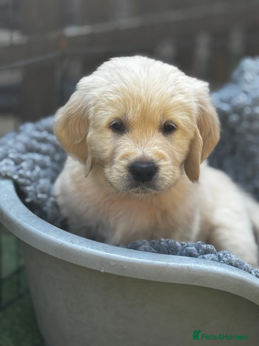 Golden Retriever dogs for sale: KC registered litter  in Rochester - Advert 7