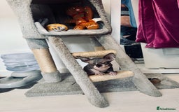 Sphynx cats for sale: 3 beautiful sphynx kittens  - Image 20