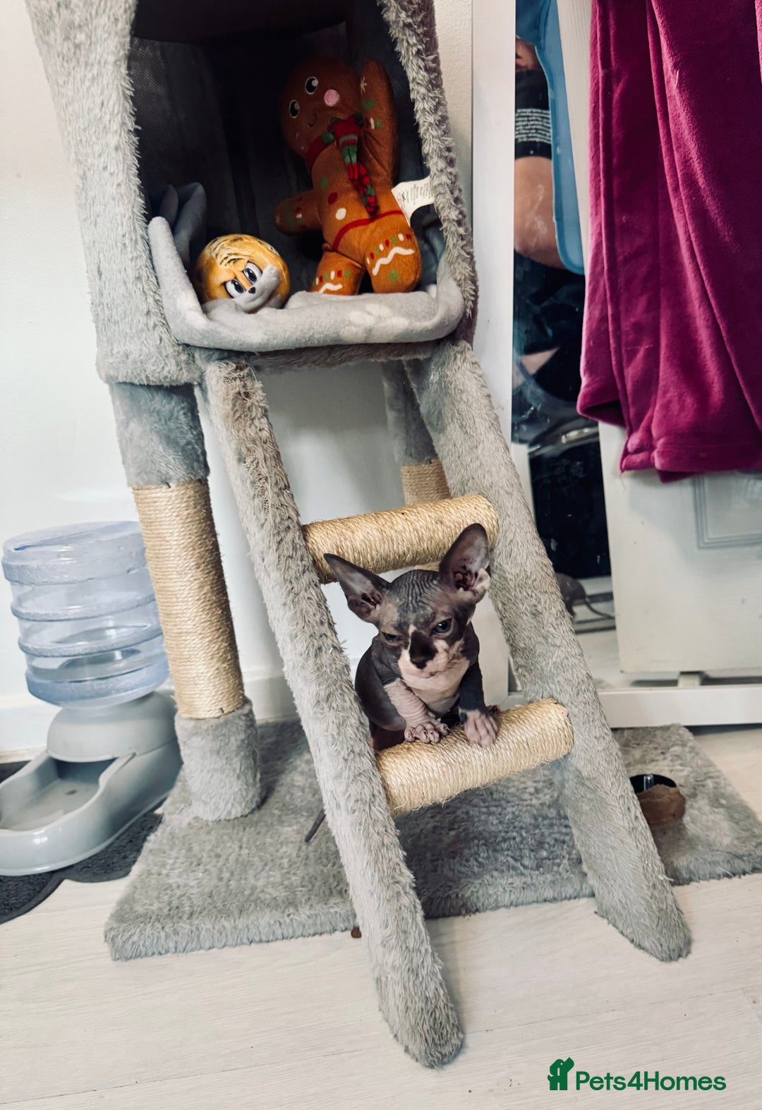 Sphynx cats for sale: 3 beautiful sphynx kittens  - Image 20