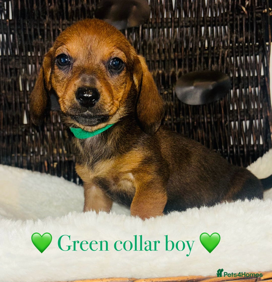 Miniature Dachshund dogs for sale: 🐶 Stunning Miniature Daschund Puppies 🐶 - Image 7