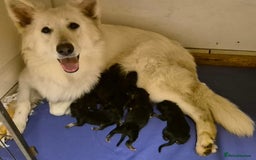 German Shepherd dogs for sale: 7 Beautiful Straight Backed German Shepherds💙🩷 - Image 9