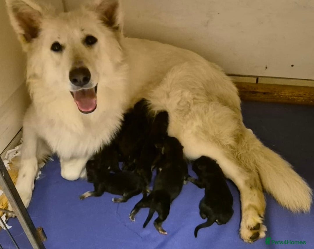 German Shepherd dogs for sale: 7 Beautiful Straight Backed German Shepherds💙🩷 - Image 9