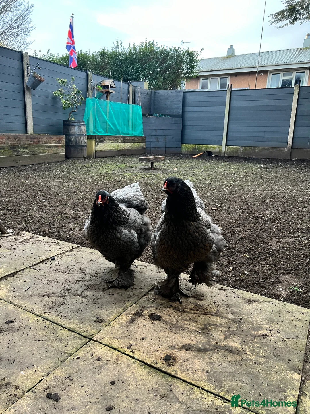 Chickens poultry for sale: Trio of Brahma Hens - Advert 7