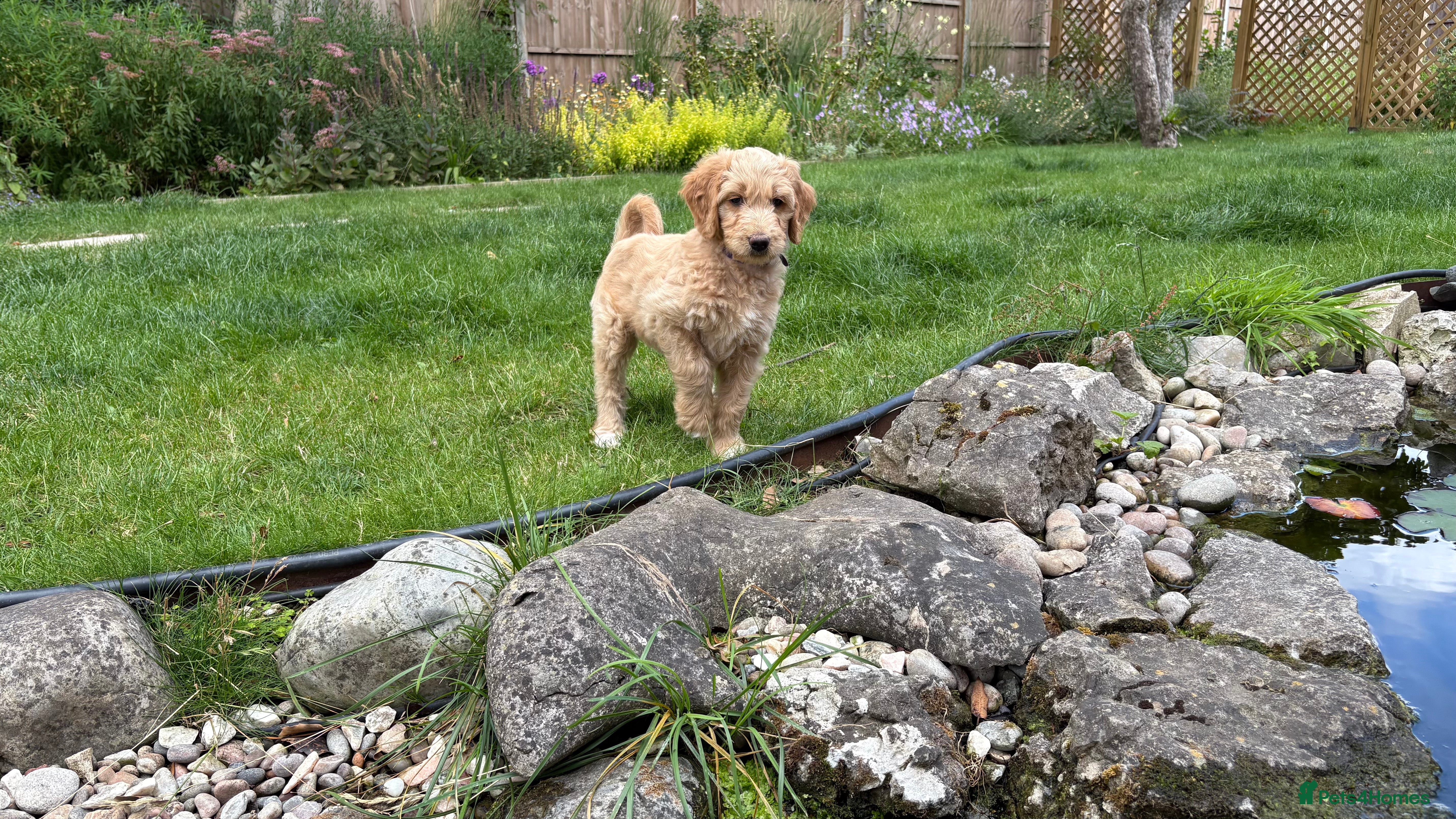 Goldendoodle dogs Golden doodle puppies from a loving home - Advert 2