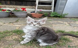 Maine Coon cats for sale: Maine Coon Kittens in Greenford - Image 21