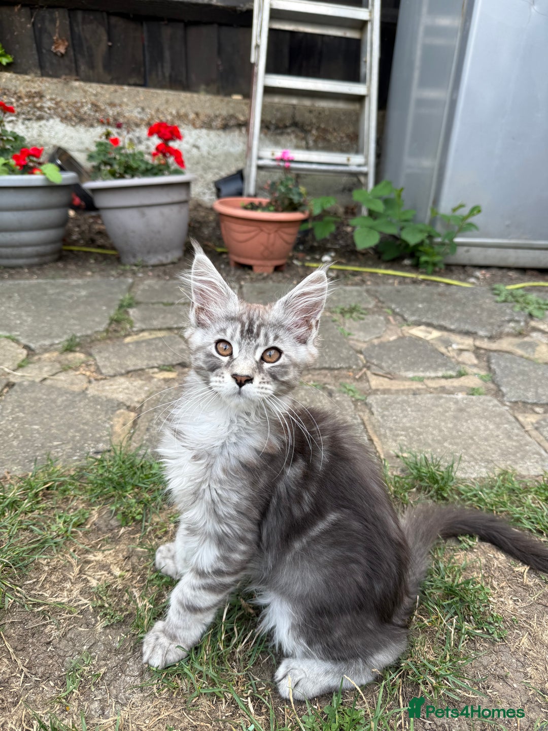 Maine Coon cats for sale: Maine Coon Kittens in Greenford - Image 21