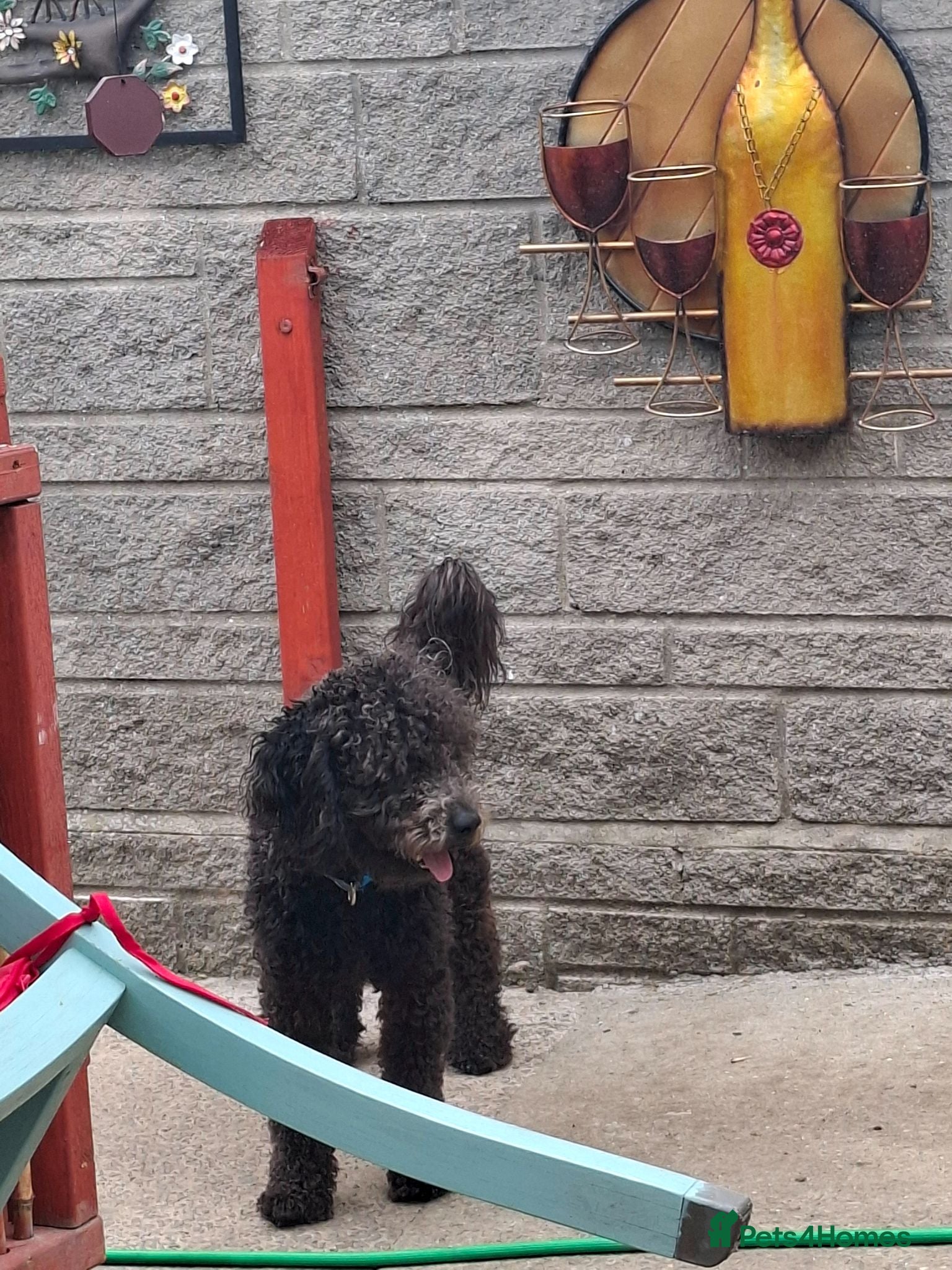 Mixed Breed dogs Sprockerpoo puppys for sale - Advert 1