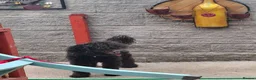 Mixed Breed dogs for sale: Sprockerpoo puppys for sale in Yeovil - Advert 1