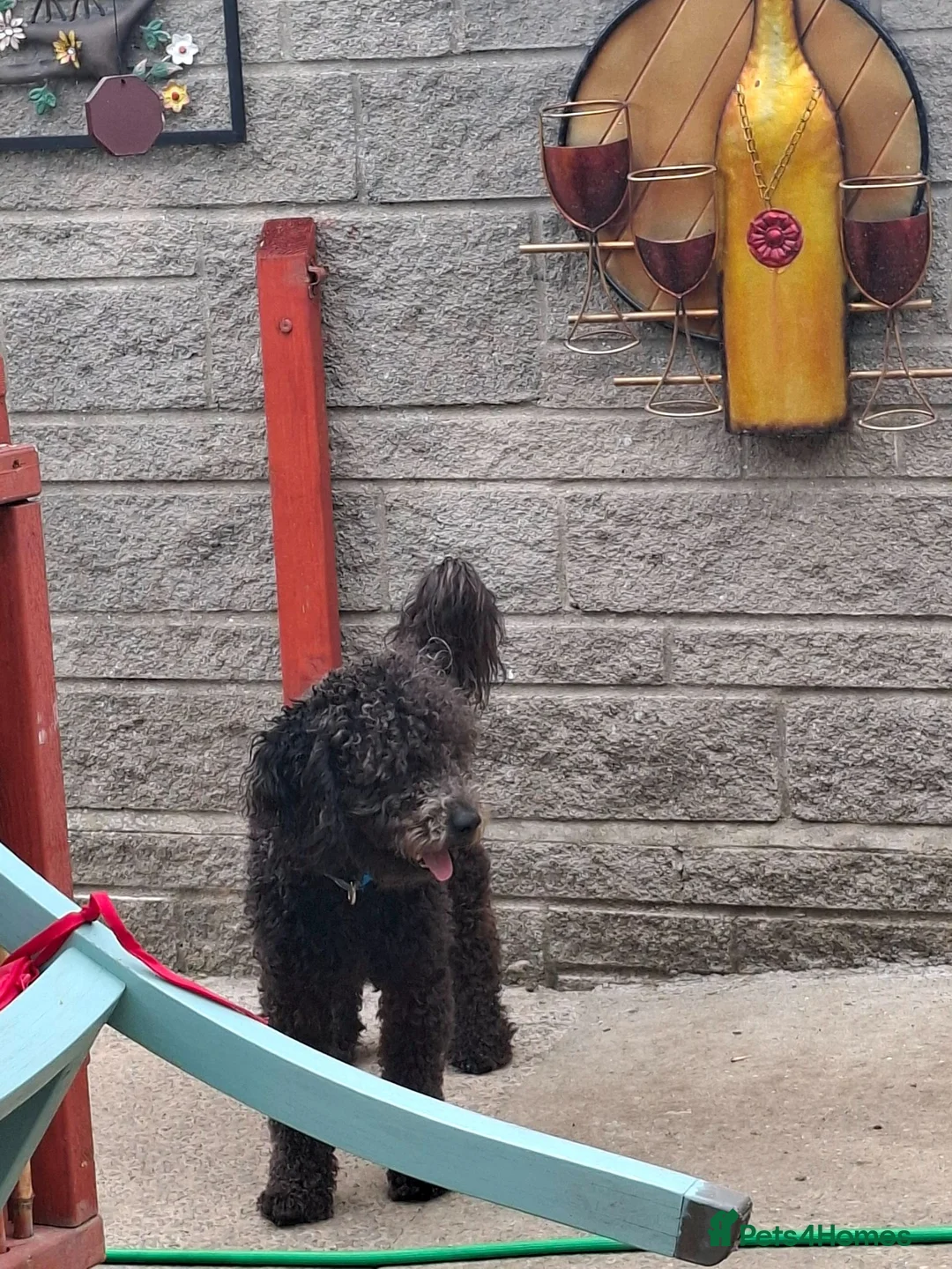 Mixed Breed dogs for sale: Sprockerpoo puppys for sale in Yeovil - Advert 1