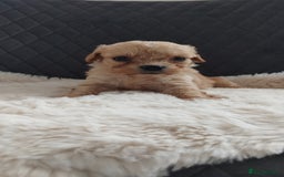 Cavapoo dogs for sale: Stunning cavapoo puppies - Image 3