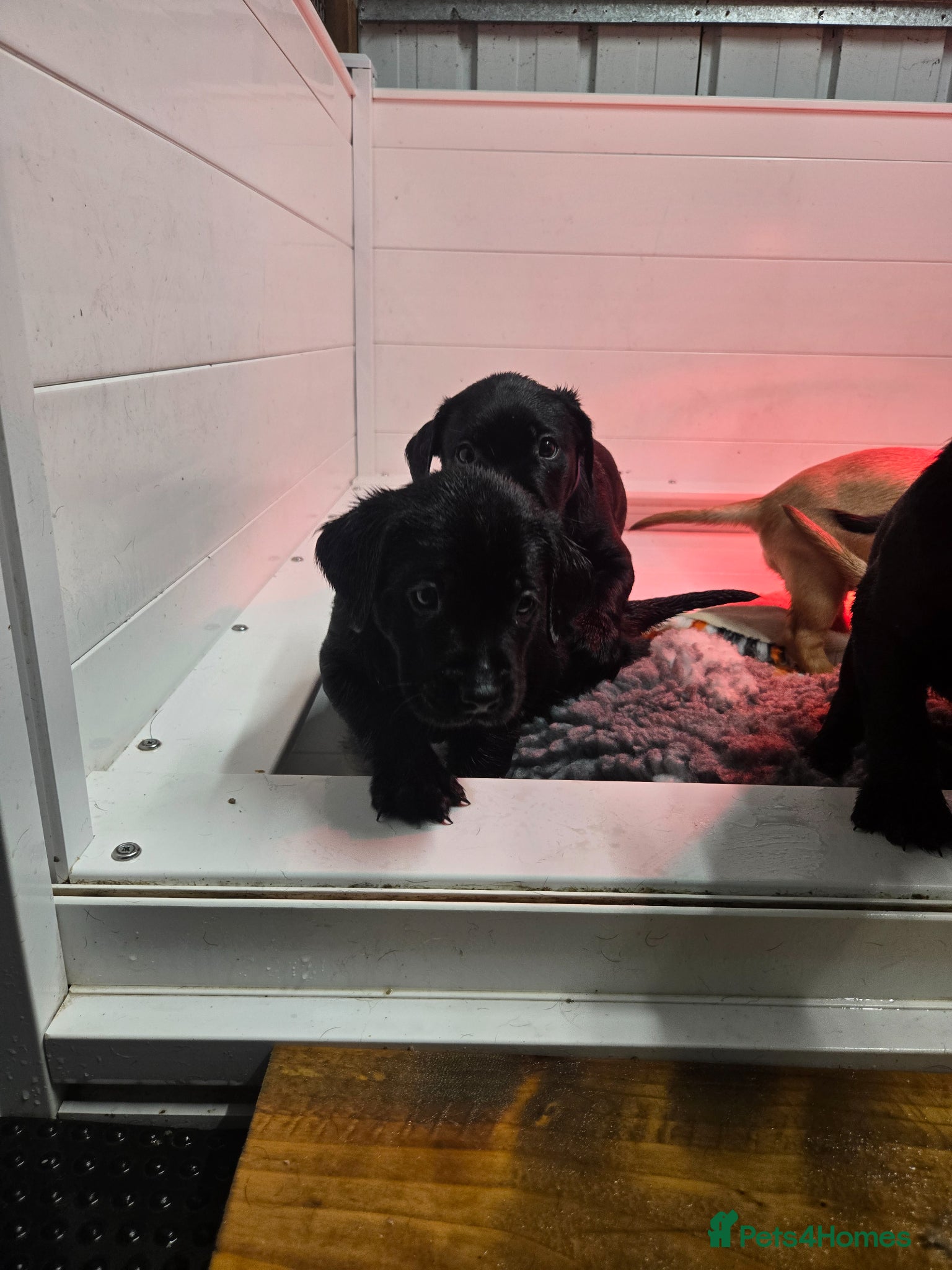 Labrador Retriever dogs Exceptionally well bred KC reg Working Labradors - Advert 6