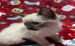 Snowshoe cats for sale: Three stunning snowshoe kittens  - Advert 12