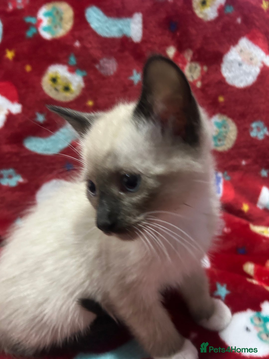 Snowshoe cats for sale: Three stunning snowshoe kittens  - Advert 12