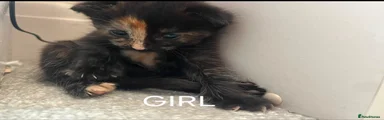Mixed Breed 2