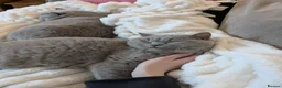 British Shorthair cats for sale: GCCF CHAMPION LILAC BRITISH SHORTHAIR  - Advert 5