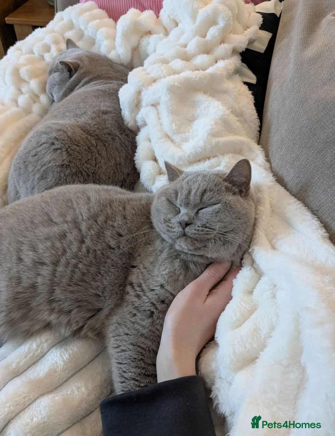 British Shorthair cats for sale: GCCF CHAMPION LILAC BRITISH SHORTHAIR  - Advert 5