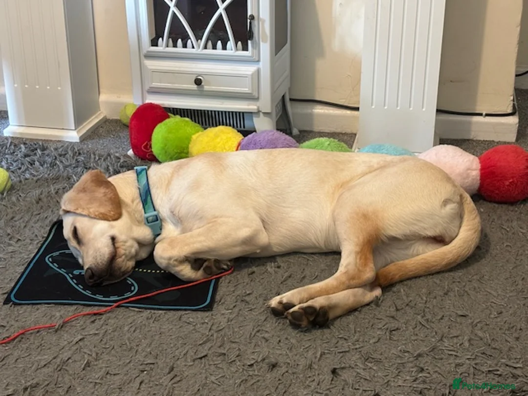 Labrador Retriever dogs for sale: Lovely Labrador in Southminster - Advert 2