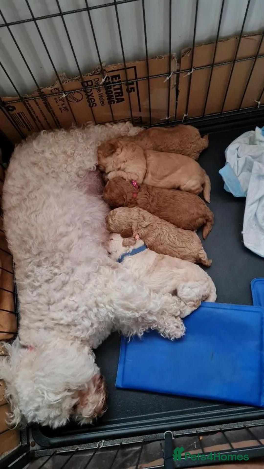 Toy Poodle dogs for stud: Toy poodle for stud  - Advert 2