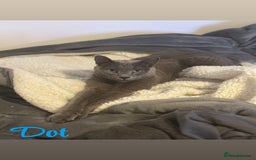 Russian Blue cats for sale: 2 x Pedigree Russian Blue GCCF - Advert 2