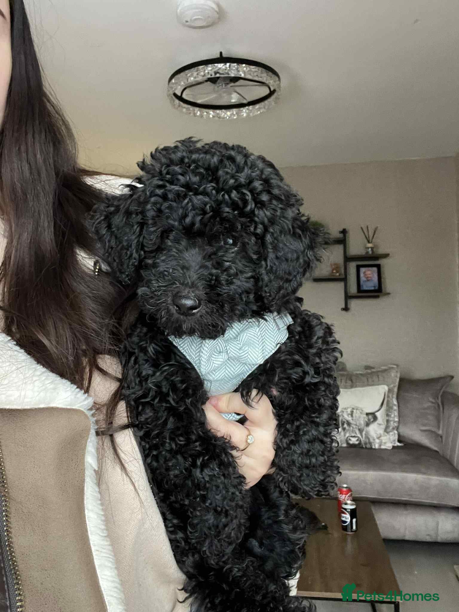 Mini Goldendoodle dogs LAST pup❗️Miniature goldenoodle ready now🏡🌟  - Advert 3