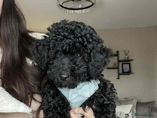 Mini Goldendoodle dogs LAST pup❗️Miniature goldenoodle ready now🏡🌟 - Advert 3