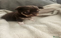 Chihuahua dogs for sale: Beautiful Chihuahua pups - Image 12