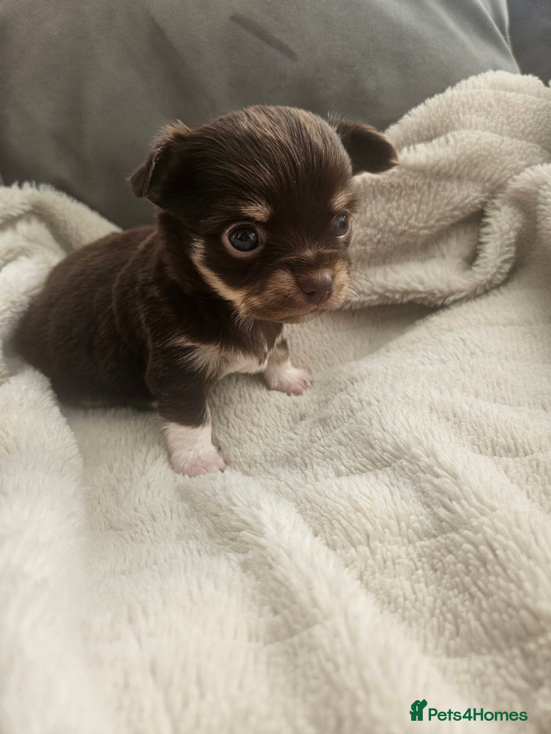 Chihuahua dogs for sale: Beautiful Chihuahua pups - Image 12